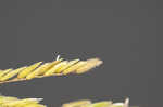 Rice cutgrass